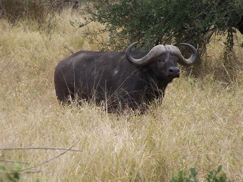 African Buffalo Facts,video footage