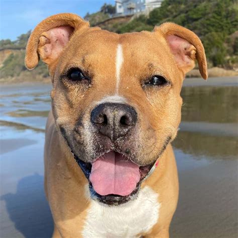 Pitbull Mixes: 40 Different Pittie Crossbreeds We Adore - K9 Web