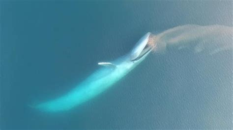 Watch the World’s Biggest Animal Lunge for its Dinner