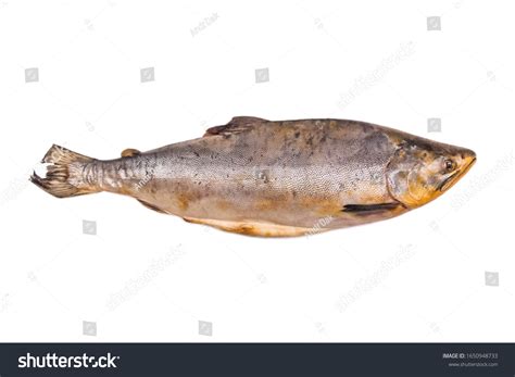 Old Unhealthy Poor Quality Fish Isolated Stock Photo 1650948733 | Shutterstock