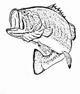 Realistic Fish Coloring Pages At GetColoringscom  Free Printable sketch template