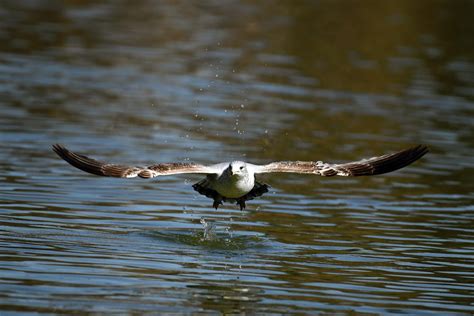 An Eagle Flying Over the Water · Free Stock Photo