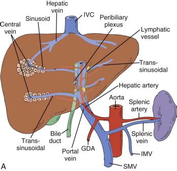 Vascular Disorders of the Liver and Splanchnic Circulation | Radiology Key