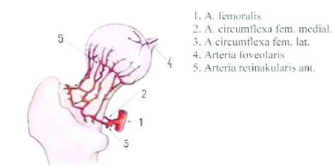 Scheme of arterial blood supply of the femoral head and neck (anterior... | Download Scientific ...