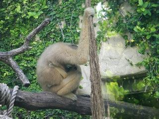 Primate nursing | Visit to San Antonio Zoo | ljmacphee | Flickr