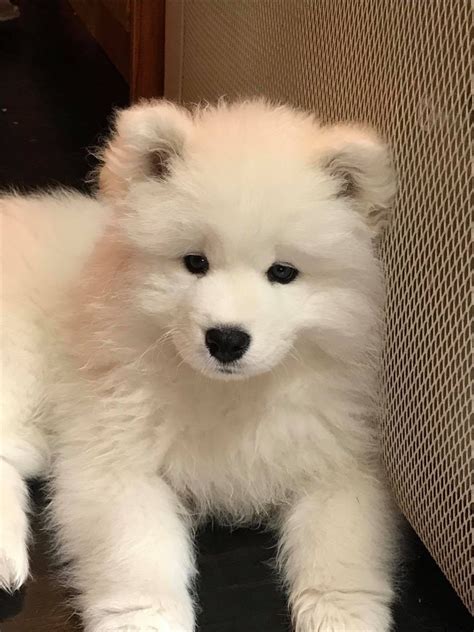 Samoyed Puppies For Sale | Jacksonville, FL #344926