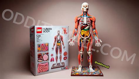 This Human Body Lego Set is the Perfect Blend of Educational and Entertaining