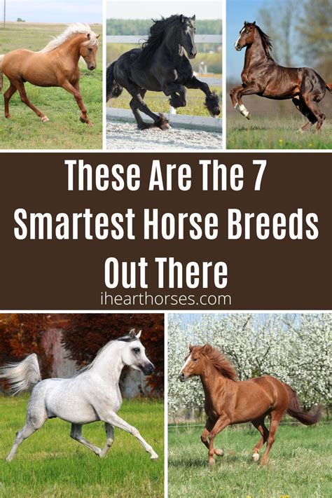 These Are The 7 Smartest Horse Breeds Out There