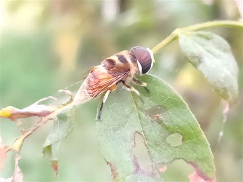 Syrphidae by SONU KUMAR on 8 November 2020