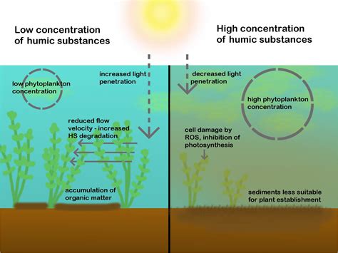 Frontiers | The Future of Freshwater Macrophytes in a Changing World: Dissolved Organic Carbon ...