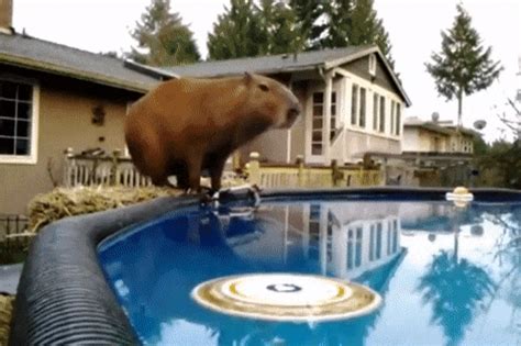 capybara gifs for the stressed student