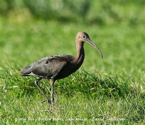 Leigh Ornithological Society: Photo of the Week - Glossy Ibis