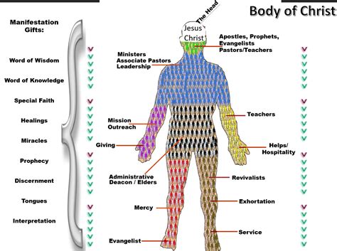 Parts Of The Body Of Christ