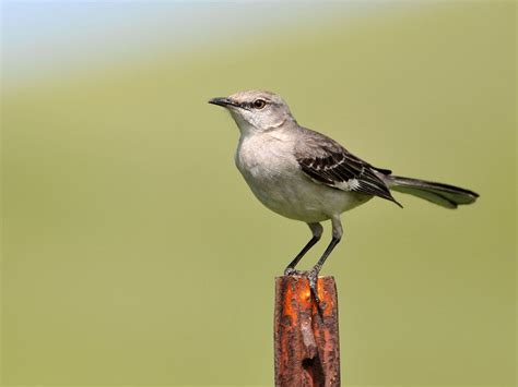 Female Mockingbirds (Male vs Female Identification Guide) | Birdfact