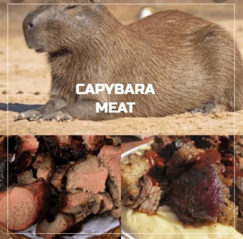 Do Humans Hunt and Eat Capybaras? - CapybaraTips.com