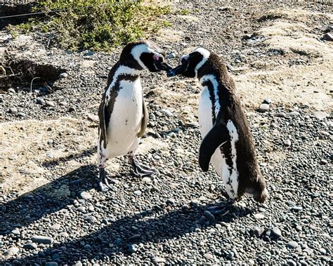 Things to do in Puerto Madryn | 5x whale, seal, penguin experiences!