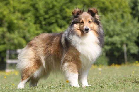 Sheltie (shetlandský ovčák) | plemena psů v magazínu zoohit!