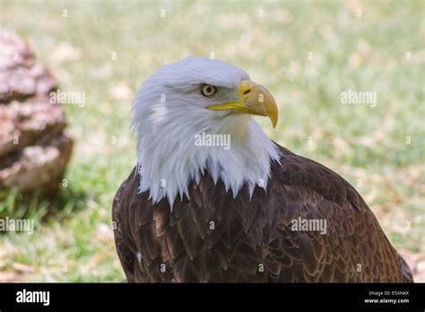 Bald Eagle or White Head (Haliaeetus leucocephalus Stock Photo - Alamy