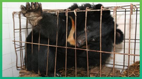 Five things you need to know about bear bile farming