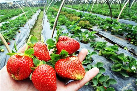 Strawberry Farm Attraction Baguio City Tourist Spots - Tourist Destination in the world