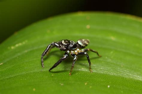 Fighting Spider | Fighting Spider (Thiania bhamoensis) Singa… | Flickr