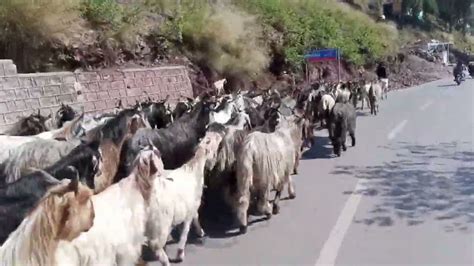 gujjar bakarwal migration to northern area &kashmir by younas ch tv ...