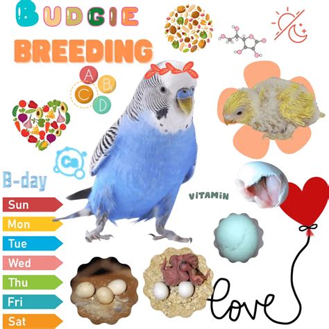 budgie breeding parakeet gender chart Archives - Green cheek