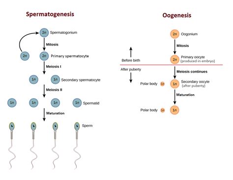 #129 Gametogenesis | Biology Notes for A level