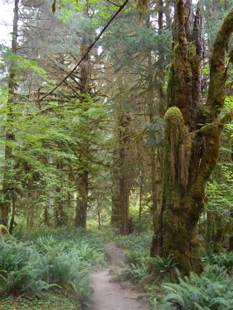 Hoh Rain Forest - Olympic National Park Camping | The Dyrt