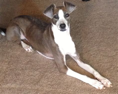 Daisy: my Whippet Mix Crazy Dog Lady, Boston Terrier, Daisy, Animals ...