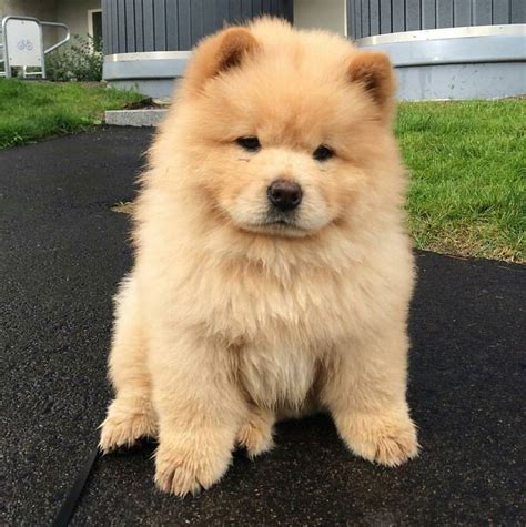 chow chow | Puppies, Cute baby dogs, Cute animals puppies