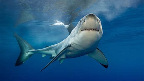 Sharks: Facts about the ocean's apex predators | Live Science