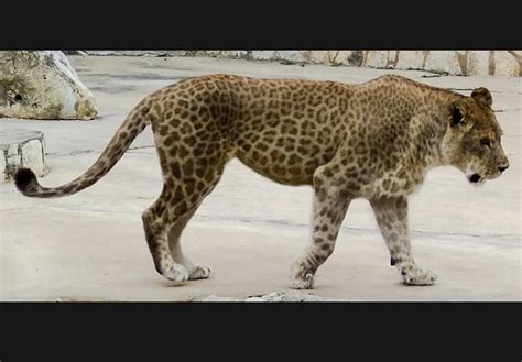 Leopard Lion Hybrid