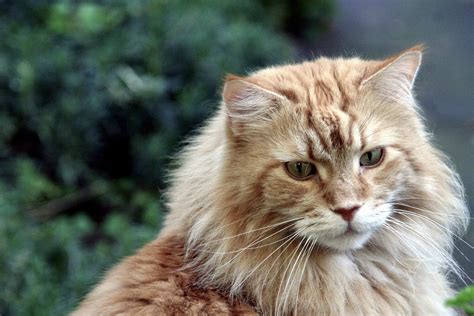 The Best Cat Food for Maine Coon Cats (Our Top 4 Choices) - Choosey Cats