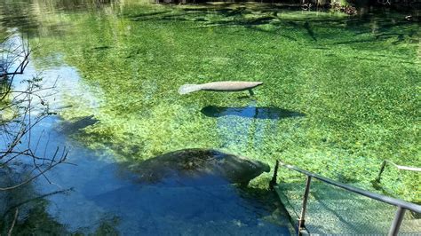 Manatees of Blue Springs State Park – Hidden Mesa