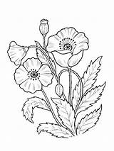 Plants coloring pages sketch template