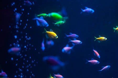 Glow Fish Breeding | Fishkeeping World