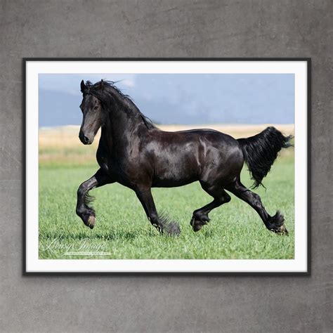 Horse Photography Black Friesian Horse Print dance of the Friesian - Etsy