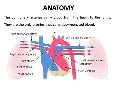 Ct pulmonary angiogram