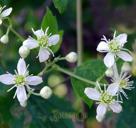 Clematis virginiana – Botanically Inclined – Seed Adventures