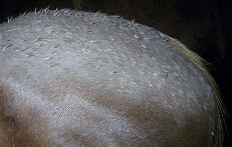 Struggling with rain scald? Find out how to beat it... - Horse & Hound