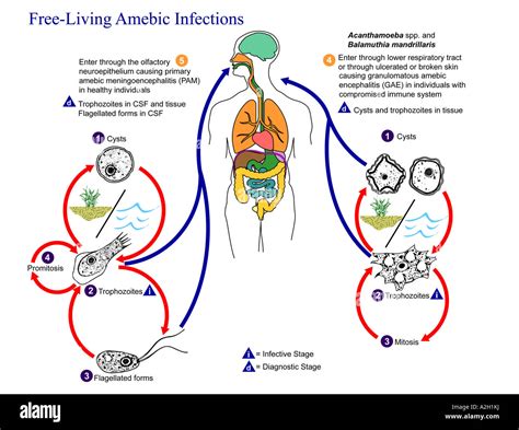 illustration of the life cycle of the parasitic agents responsible Stock Photo: 10521845 - Alamy