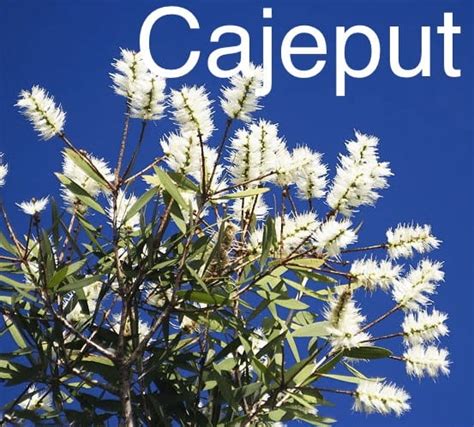 Cajeput Essential Oil (15ml) – Healthy Help 4 U