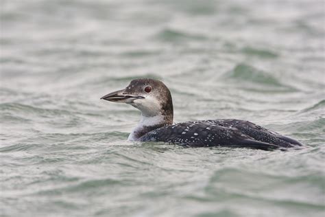 Great Northern Diver Bird Facts | Gavia Immer