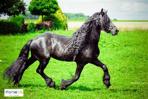 Friesian Horse Breed: Temperament & Facts (W/ Pictures & Videos)