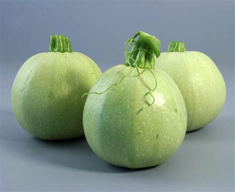 ROUND SQUASH in Pakistan for Rs. 2500.00 | Ideaz Marketing