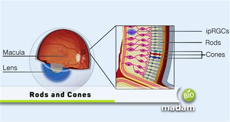 Difference Between Rods and Cones - biomadam