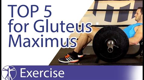 Gluteus Maximus Exercises For Men