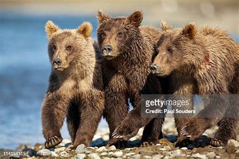 14,545 The Three Bears Stock Photos, High-Res Pictures, and Images ...