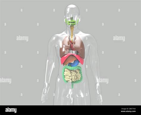 3d render of human heart anatomy system Stock Photo - Alamy